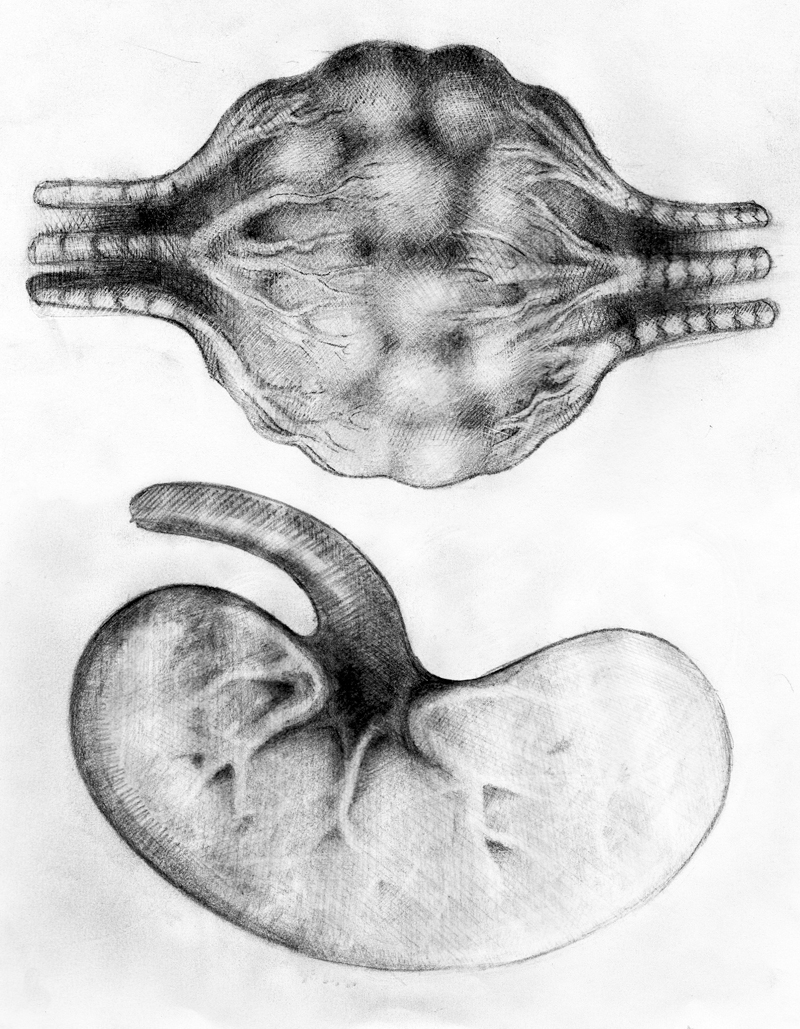Organs taken from hairy banana